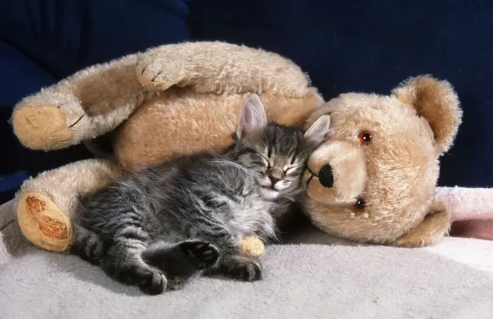 Framed Print : Norwegian Forest Cat, kitten, 7 weeks, black-tabby-mackerel, next to teddy bear, detachable, Teddy Framed Print : Norwegian Forest Cat, kitten, 7 weeks, black-tabby-mackerel, next to teddy bear, detachable, Teddy