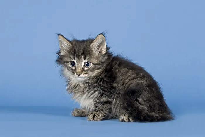 Framed Print : Norwegian Forest Cat, kitten, 7 weeks, Mackerel Framed Print : Norwegian Forest Cat, kitten, 7 weeks, Mackerel