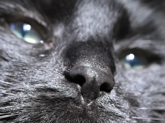 Framed Print : Nose of a black felidae (Felis catus)