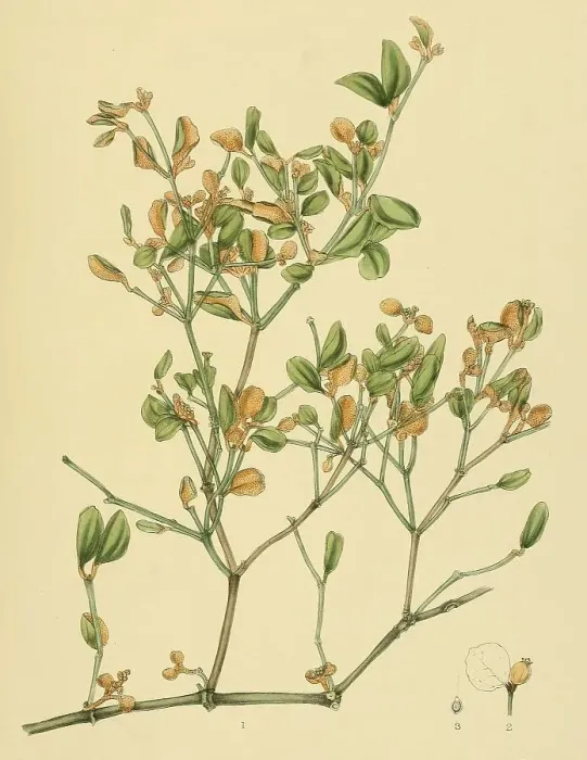 Framed Print : Notothixos floccosus, native to Southeast Asia