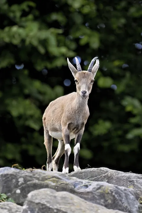 Framed Print : Nubian ibex (Capra nubiana), young animal standing on rock
