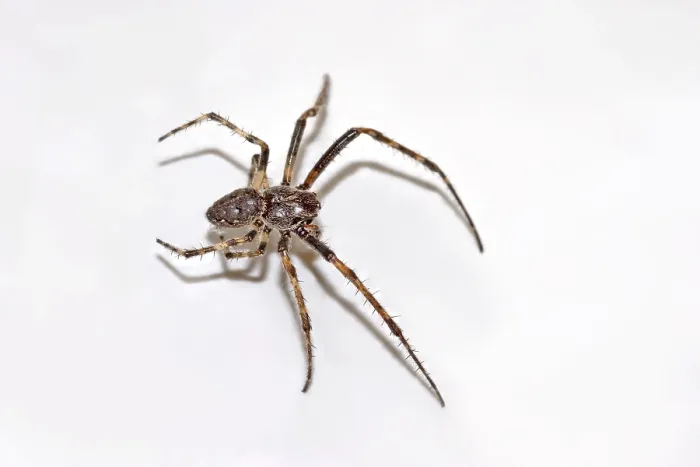 Framed Print : Nuctenea umbratica split spider Framed Print : Nuctenea umbratica split spider