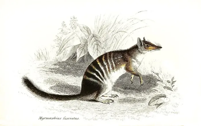 Framed Print : Numbat (Myrmecobius fasciatus) Framed Print : Numbat (Myrmecobius fasciatus)