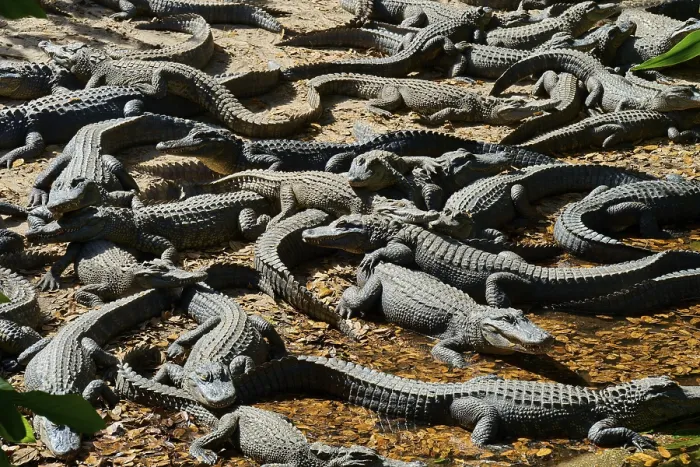 Framed Print : Numerous alligators resting on a ground covered with leaves