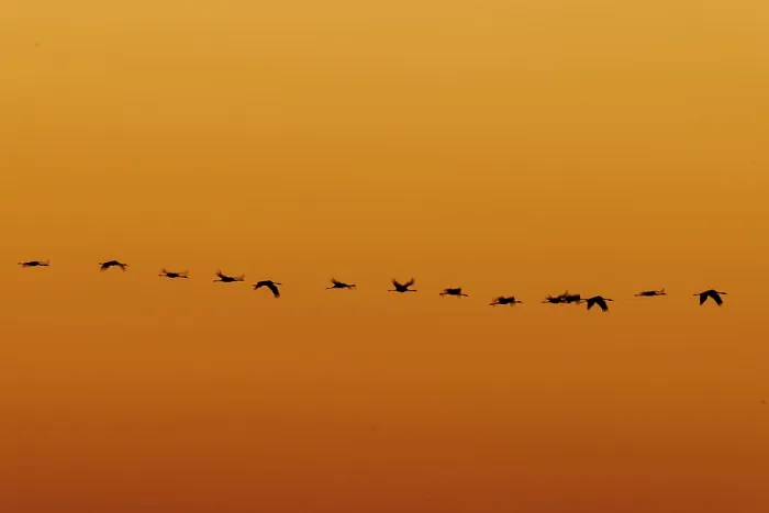 Framed Print : Numerous birds flying in a straight line during sunset