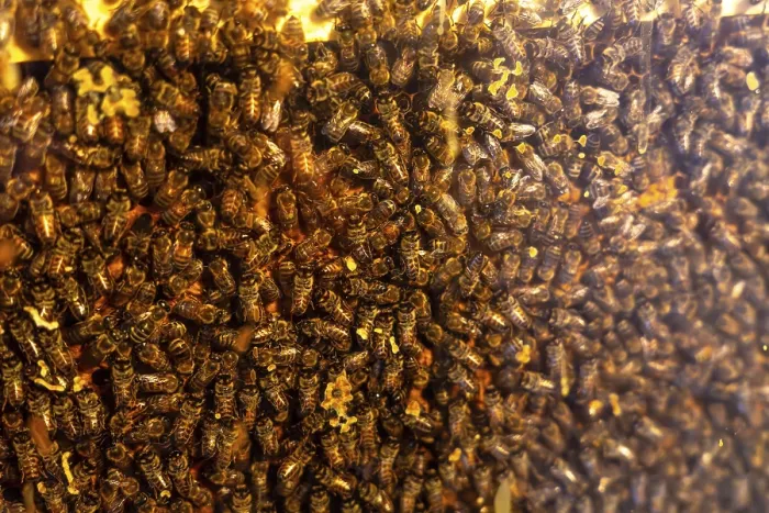 Framed Print : Numerous honey bees busily working on a honeycomb within a beehive create a captivating close up view of their
