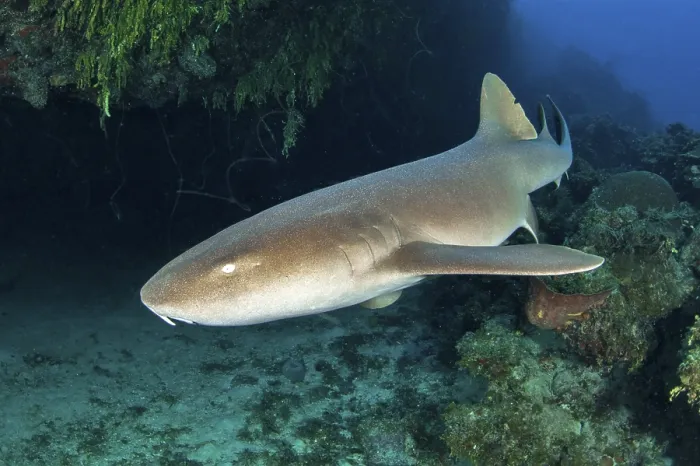 Framed Print : Nurse shark (Ginglymostoma cirratum)