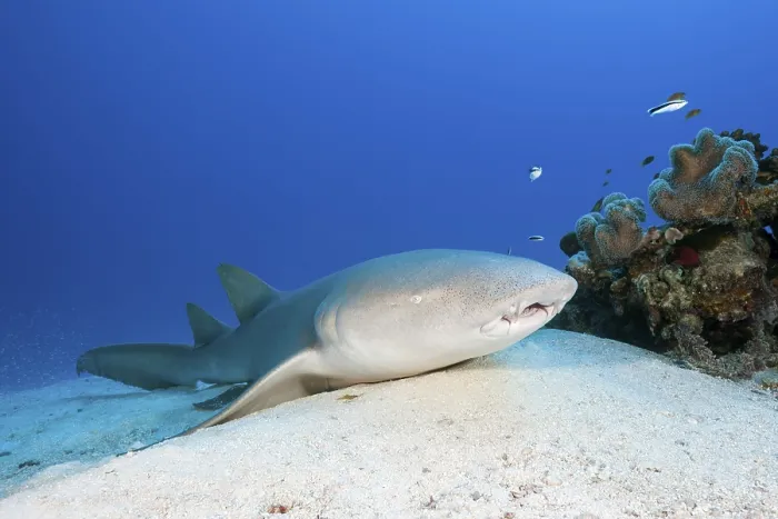 Framed Print : Nurse shark, Nebrius ferrugineus