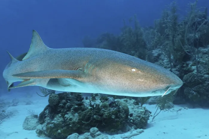 Framed Print : Nurse Sharks (Ginglymostoma cirratum) swimming amongst the coral reef in search of prey Framed Print : Nurse Sharks (Ginglymostoma cirratum) swimming amongst the coral reef in search of prey