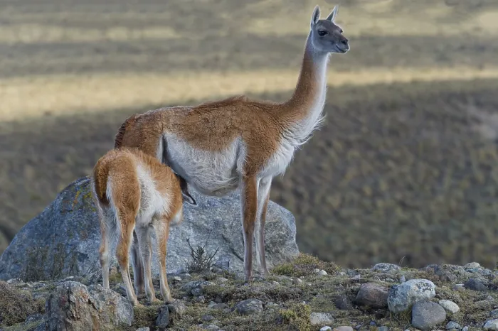 Framed Print : Nursing Guanaco (Lama guanicoe) Framed Print : Nursing Guanaco (Lama guanicoe)