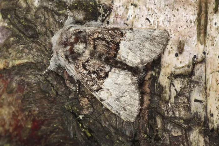 Framed Print : Nut-tree Tussock (Colocasia coryli) adult