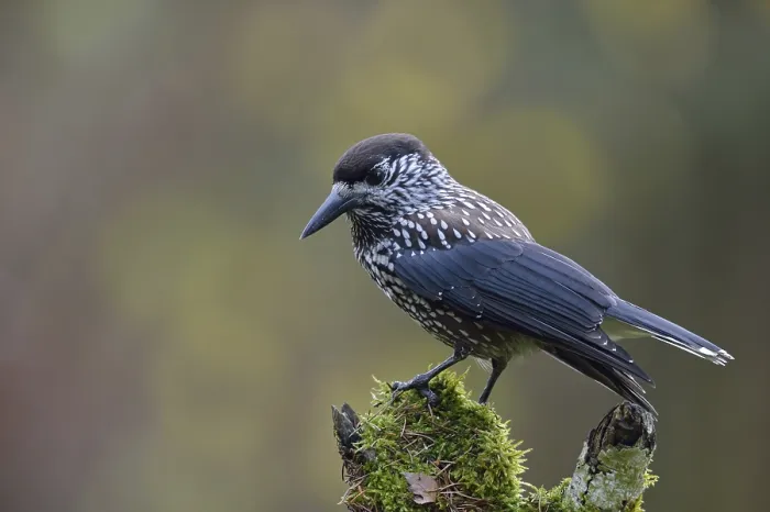 Framed Print : The nutcracker... Nutcracker (Nucifraga caryocatactes) perches in typical raven manner on a rotten tree stump Framed Print : The nutcracker... Nutcracker (Nucifraga caryocatactes) perches in typical raven manner on a rotten tree stump
