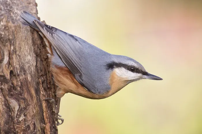 Framed Print : Nuthatch