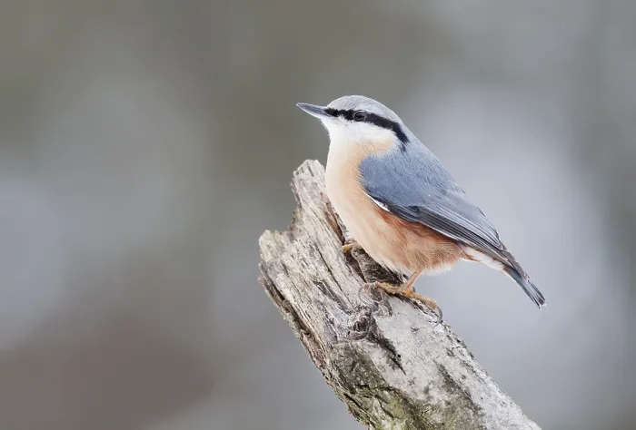 Framed Print : Nuthatch (Sitta europaea)