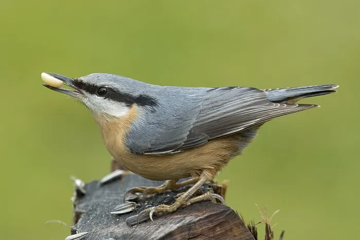 Framed Print : Nuthatch (Sitta europaea) Framed Print : Nuthatch (Sitta europaea)