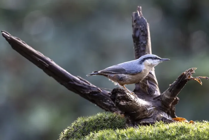 Framed Print : Nuthatch (Sitta europaea), Emsland