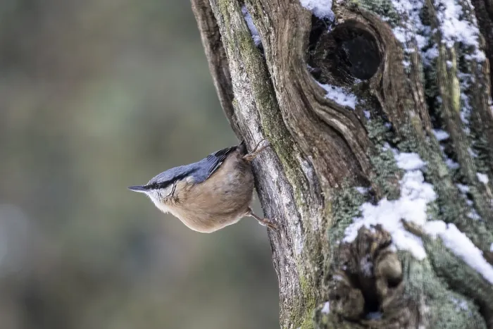 Framed Print : Nuthatch (Sitta europaea), Emsland