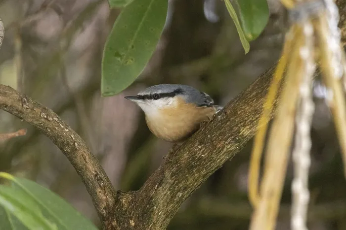 Framed Print : Nuthatch (Sitta europaea), Sieversen