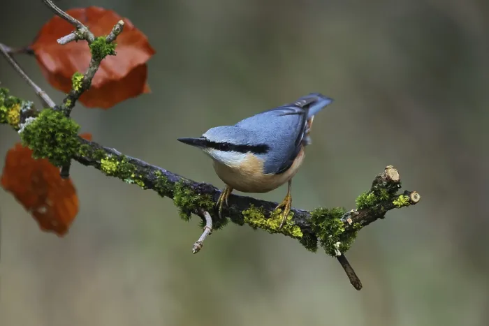 Framed Print : Nuthatch, Sitta europaea, sits on a branch