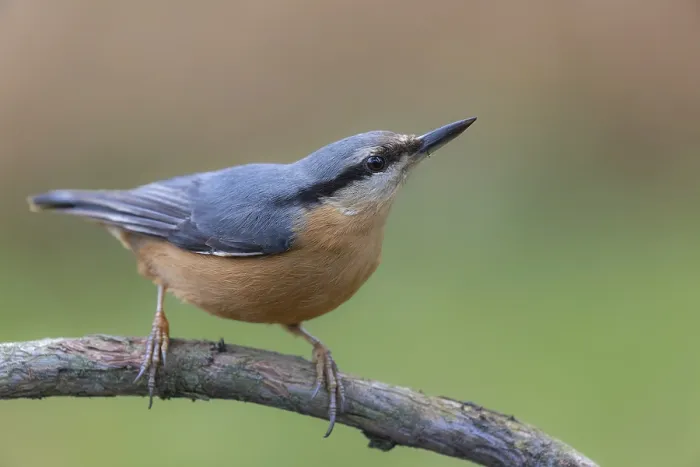 Framed Print : Nuthatch (Sitta europaea) sitting with its beak raised on rotten tree branch