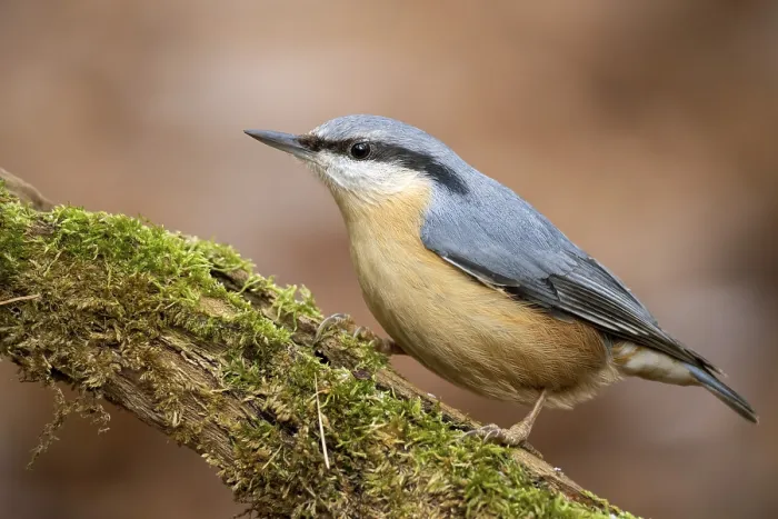 Framed Print : Nuthatch, Sitta europaea, sitting on branch Framed Print : Nuthatch, Sitta europaea, sitting on branch