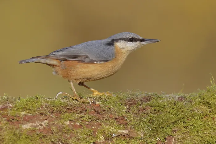 Framed Print : Nuthatch (Sitta europaea) sitting on a tree root covered with moss