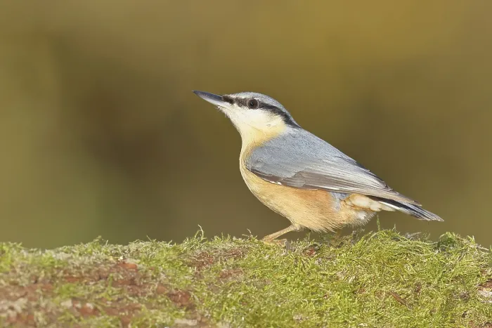 Framed Print : Nuthatch (Sitta europaea) sitting on a tree root covered with moss