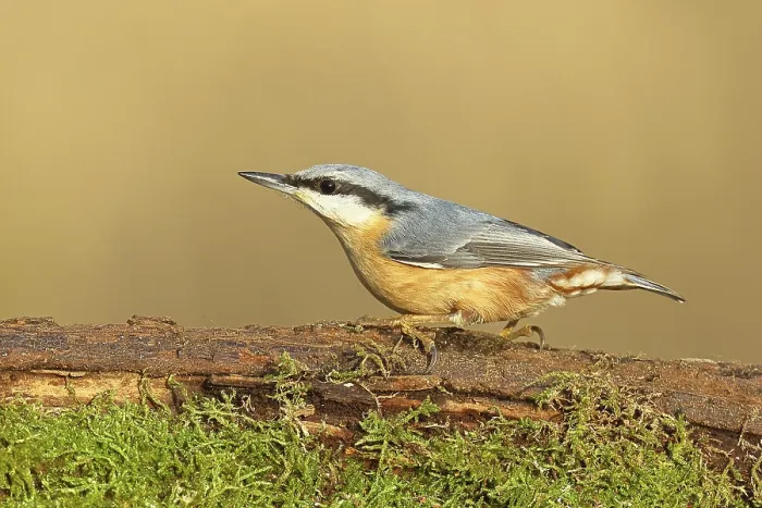 Framed Print : Nuthatch (Sitta europaea), sitting on a tree root covered with moss
