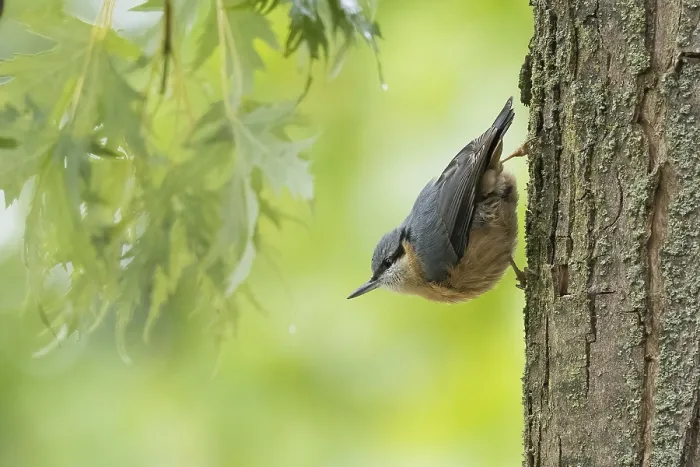 Framed Print : A nuthatch (Sitta europaea) standing on a tree trunk with green foliage in the background Framed Print : A nuthatch (Sitta europaea) standing on a tree trunk with green foliage in the background