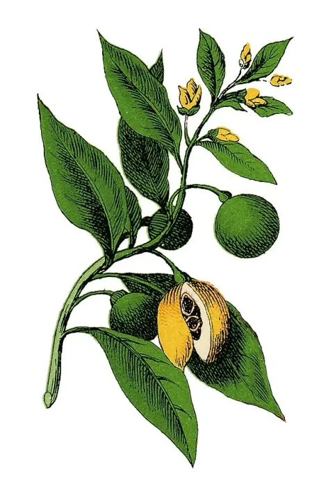 Framed Print : Nutmeg, historical illustration