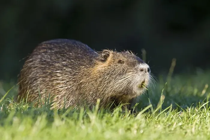 Framed Print : Nutria, Coypu - (Myocastor coypus)