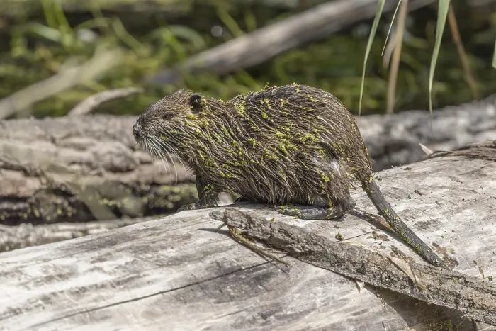 Framed Print : Nutria, Coypu (Myocastor coypus) on a trunk