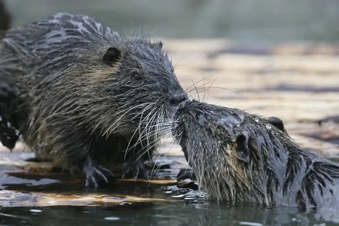 Framed Print : Nutria or coypus pair (Myocastor coypus) Framed Print : Nutria or coypus pair (Myocastor coypus)