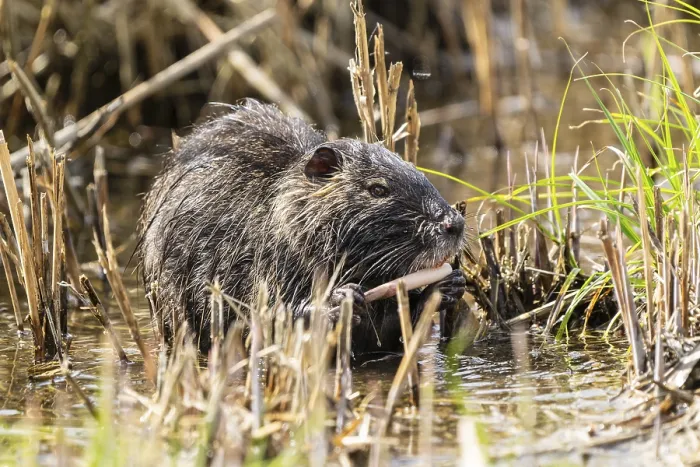 Framed Print : Nutria (Myocastor coypus), beaver rat Framed Print : Nutria (Myocastor coypus), beaver rat