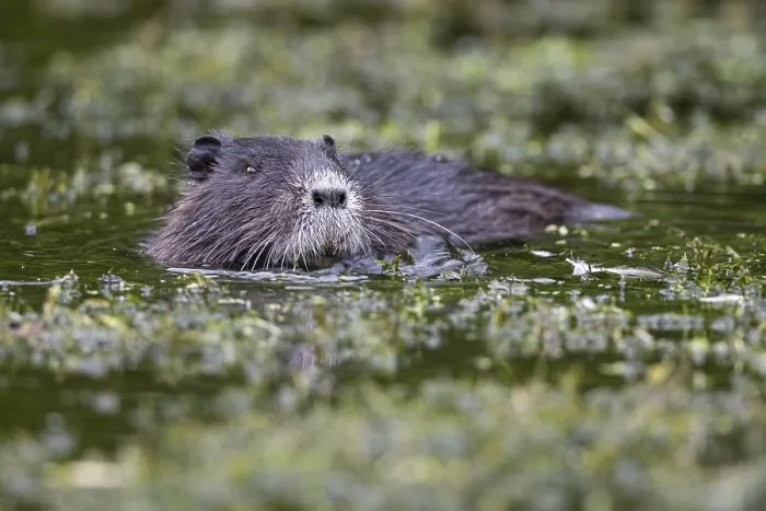 Framed Print : Nutria (Myocastor coypus) in a body of water