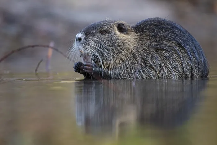 Framed Print : Nutria (Myocastor coypus) in a body of water