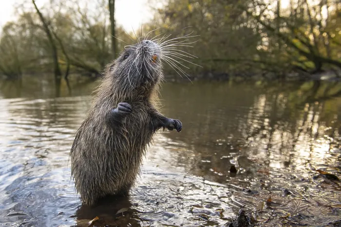 Framed Print : Nutria (Myocastor coypus) in a body of water