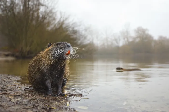 Framed Print : Nutria, Myocastor coypus Coypu, Myocastor coypus Framed Print : Nutria, Myocastor coypus Coypu, Myocastor coypus