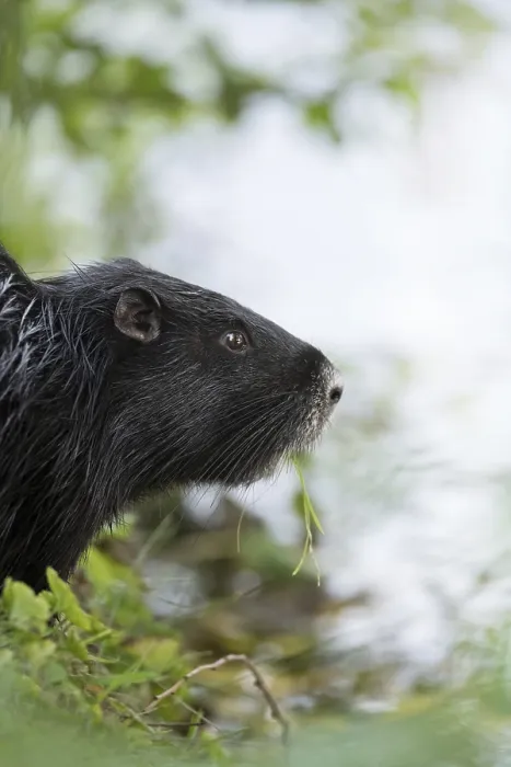 Framed Print : Nutria (Myocastor coypus), sitting at the water's edge and looking at the water Framed Print : Nutria (Myocastor coypus), sitting at the water's edge and looking at the water