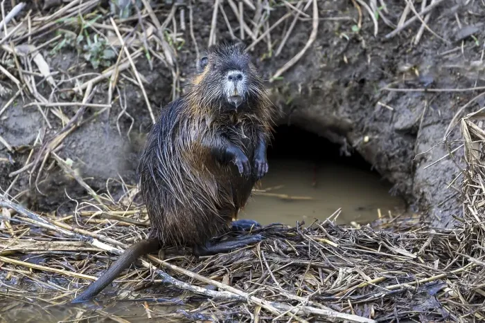 Framed Print : Nutria (Myocastor coypus), young animal in front of burrow Framed Print : Nutria (Myocastor coypus), young animal in front of burrow