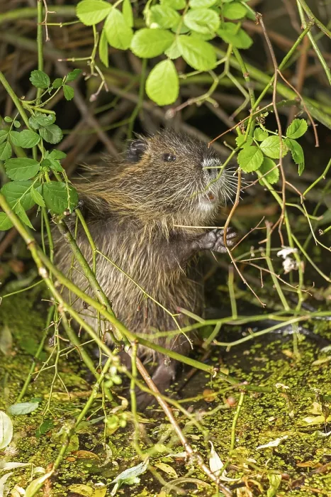 Framed Print : Nutria (Myocastor coypus) young animal standing on hind legs and eating leaf