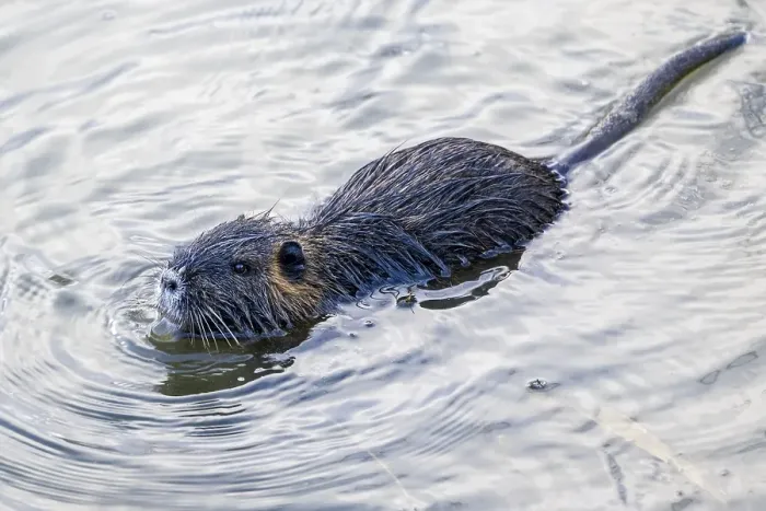 Framed Print : Nutria (Myocastor coypus), young animal swimming in the water, Lower Austria, Austria, Europe Framed Print : Nutria (Myocastor coypus), young animal swimming in the water, Lower Austria, Austria, Europe