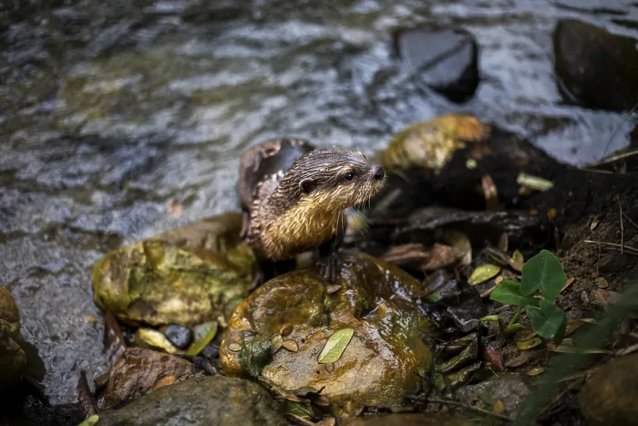 Framed Print : An nutria perches on rocks at a stream in Khao Sok National Park