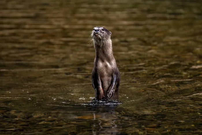 Framed Print : An nutria stands alert in the shimmering waters of Khao Sok National Park
