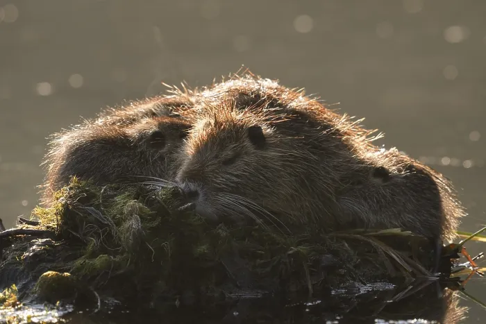 Framed Print : Nutria or swamp beaver (Myocastor coypus)