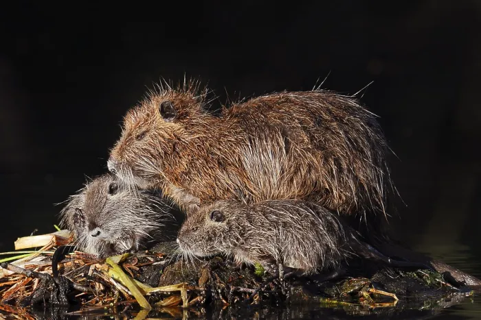 Framed Print : Nutria or swamp beaver (Myocastor coypus) Framed Print : Nutria or swamp beaver (Myocastor coypus)
