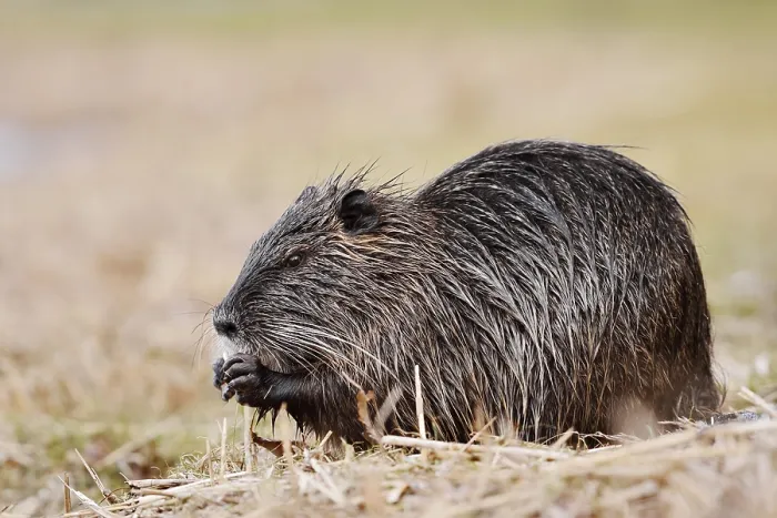Framed Print : Nutria or swamp beaver (Myocastor coypus) sits feeding on the bank