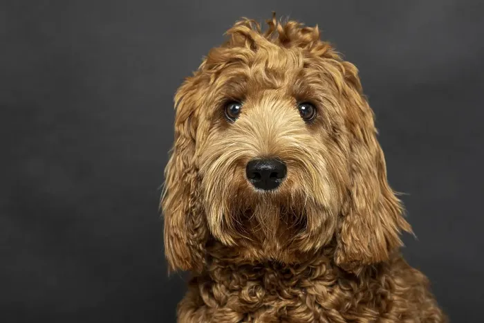 Framed Print : O Labradoodle, pedigree dog, hypoallergenic properties Framed Print : O Labradoodle, pedigree dog, hypoallergenic properties