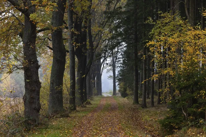 Framed Print : Oak avenue with morning mist in autumn