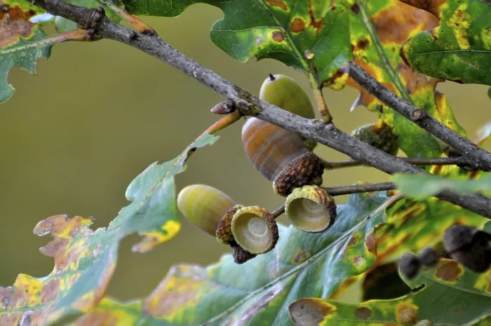 Framed Print : Oak branch in autumn with acorns